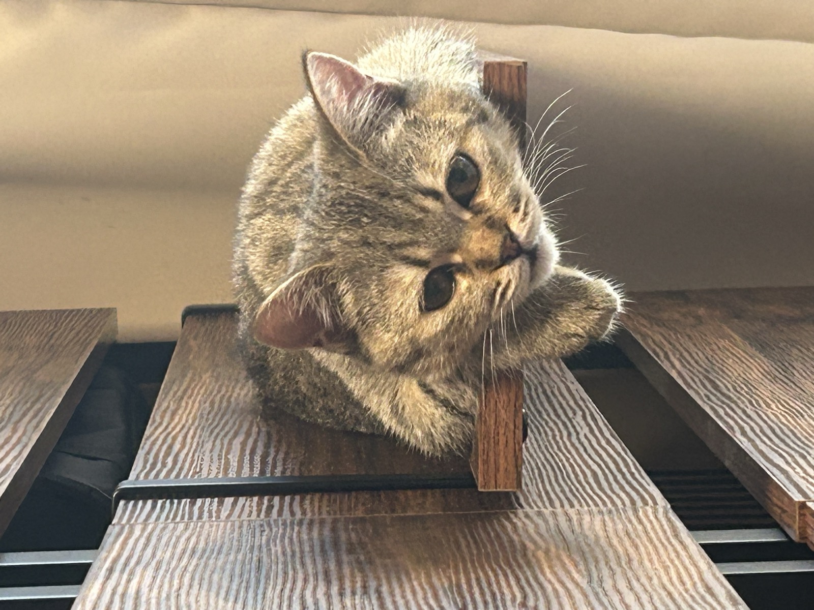 こまり