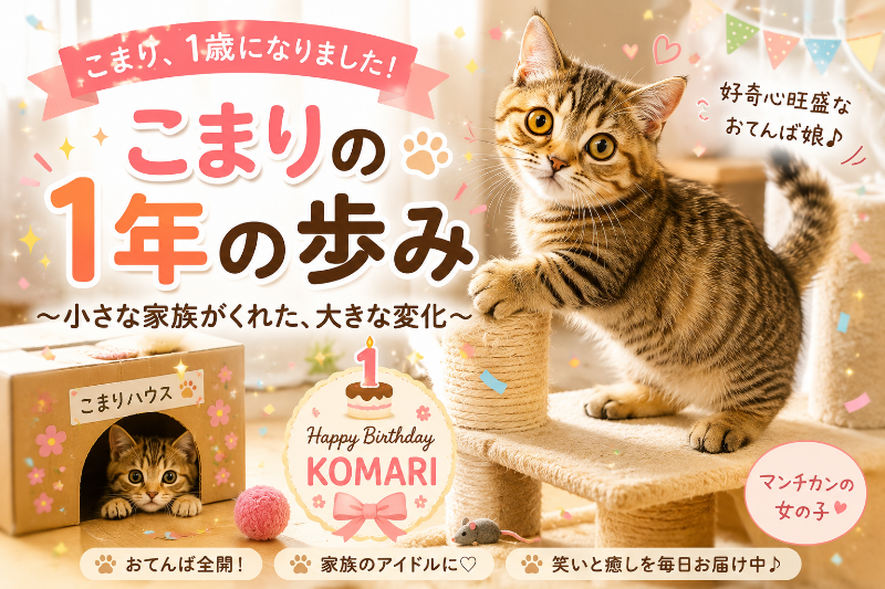 うちのこまりが1歳になりました。半年で変わった、家族の笑いの話