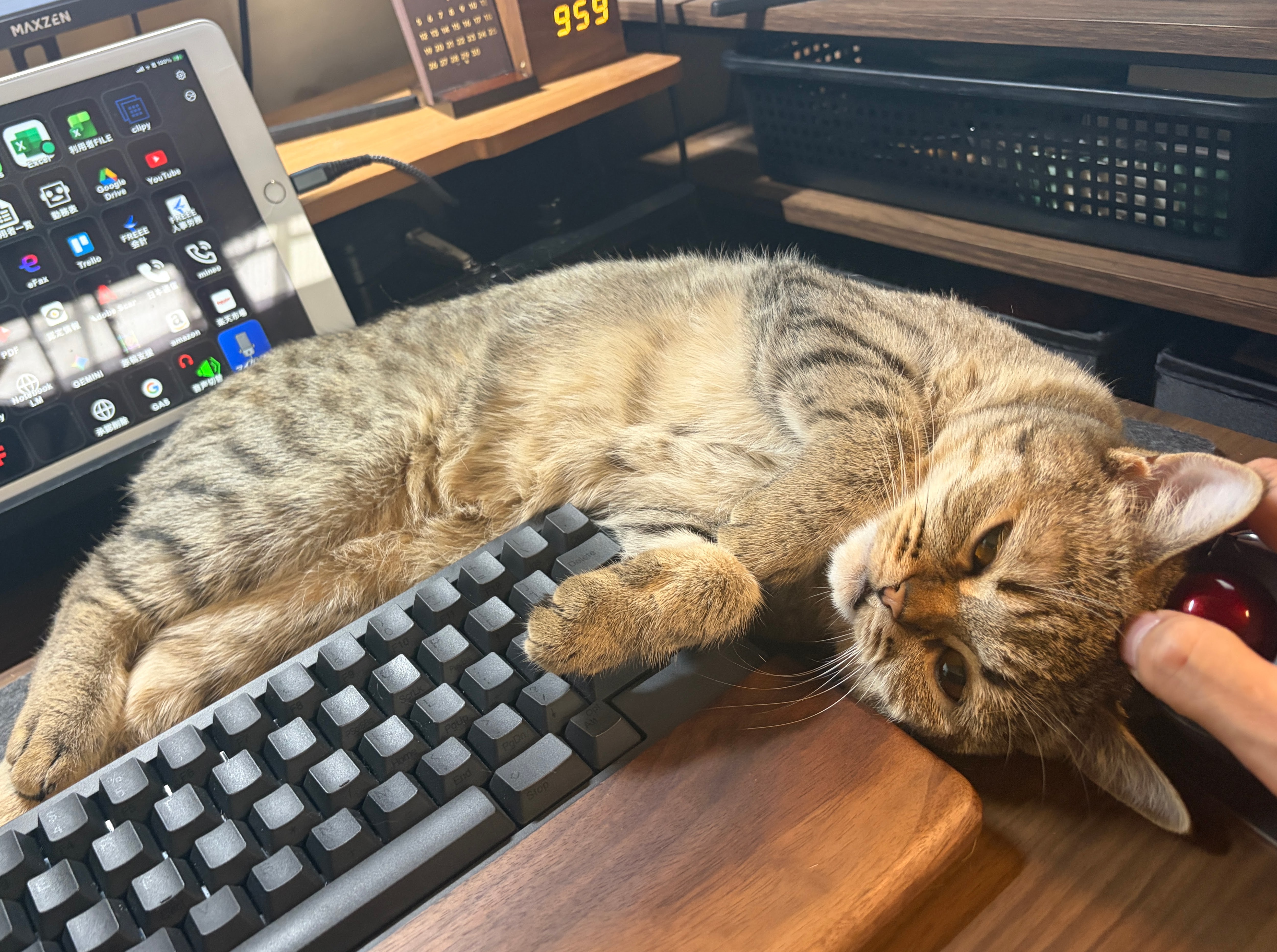 キーボードのそばで横になり、撫でられるこまり
