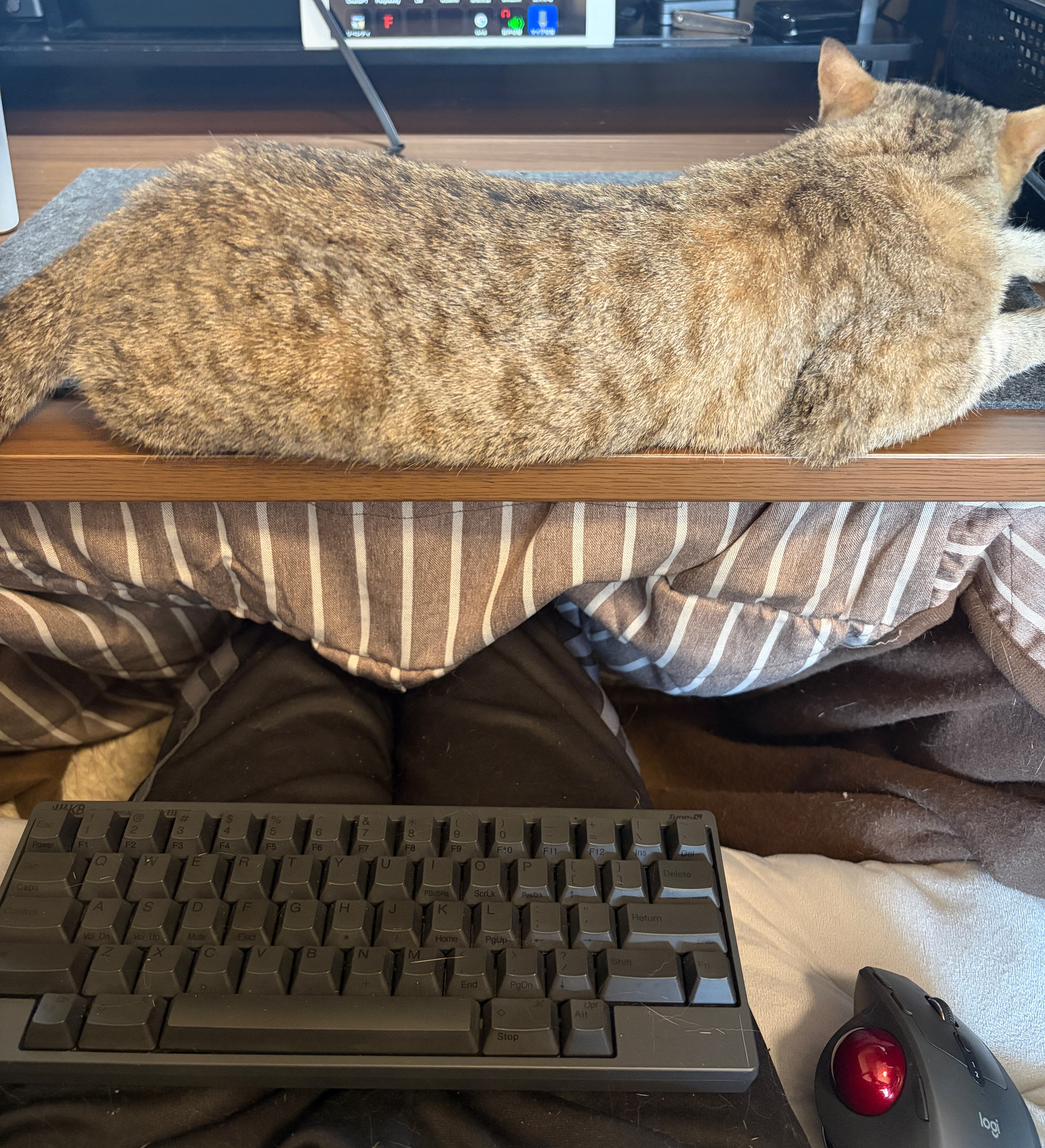キーボードの前で全力で伸びをする、こまり