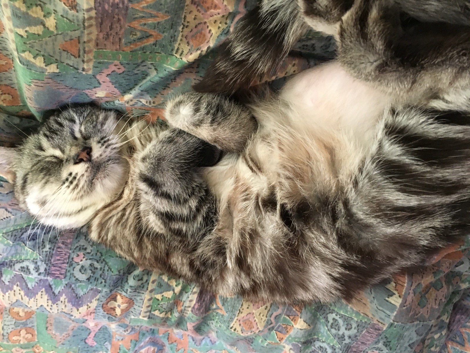 ソファの上で、お腹を出して気持ちよさそうに眠るぴーちゃん