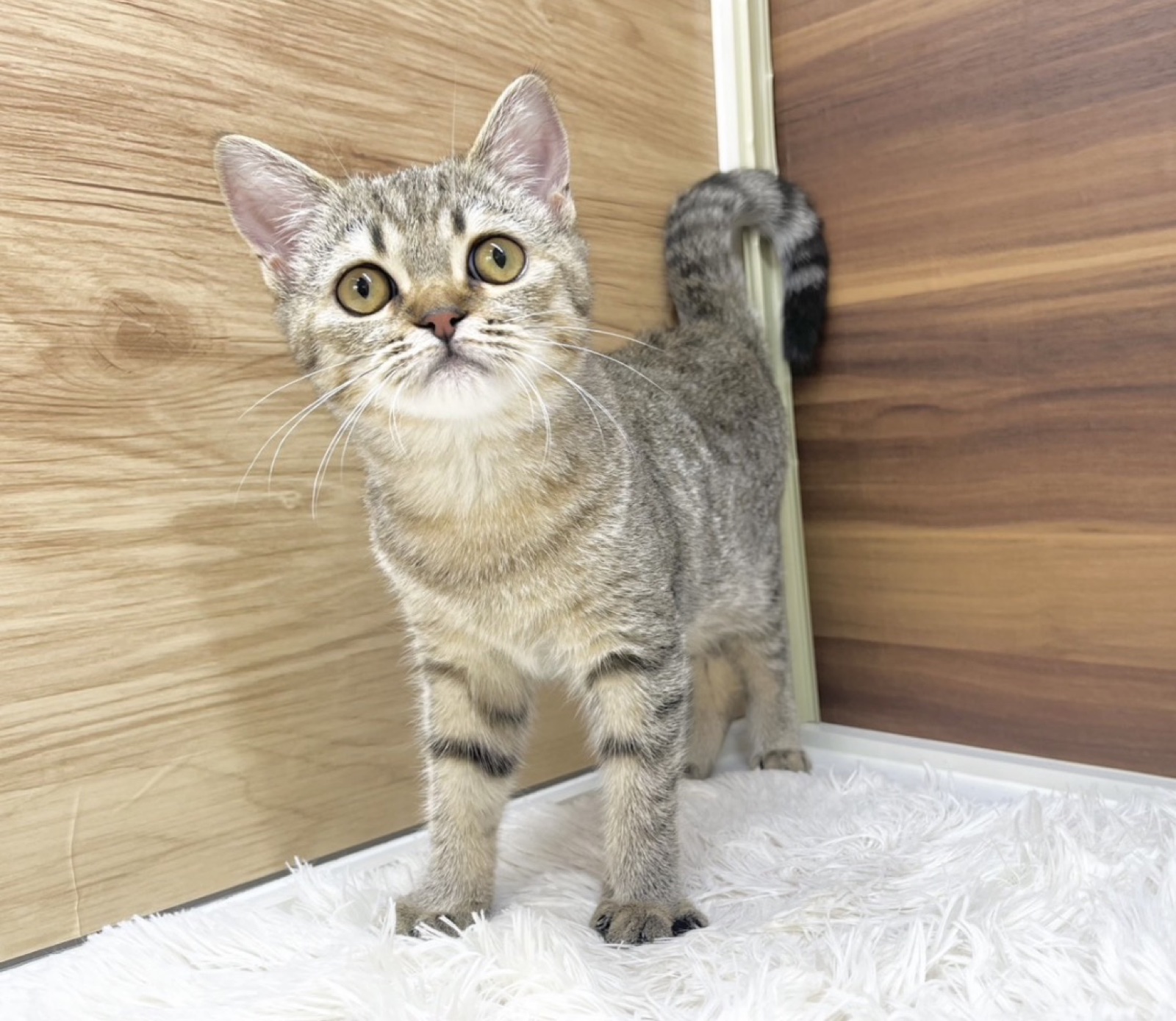 立って見上げている子猫のこまり